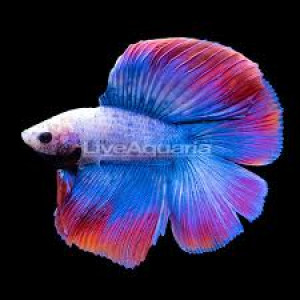 recherche de betta