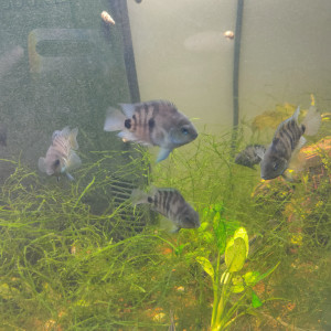 Amatitlania nigrofasciata