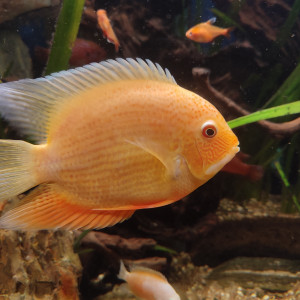 Heros Severus Red Spotted SP et Golden Red Spotted