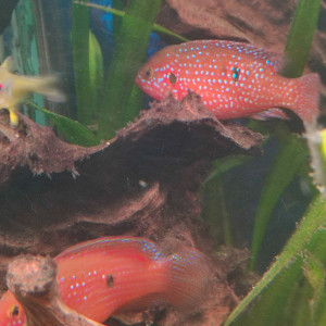 Hemichromis Lifallili