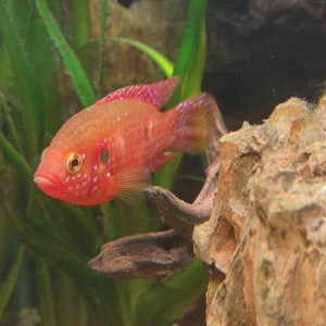 Hemichromis Lifallili