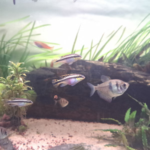 Pelvicachromis pulcher