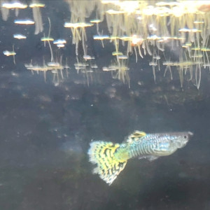 Donne guppy