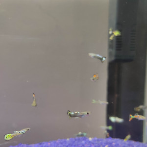 Guppy mâle a vendre