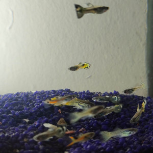 Guppy mâle a vendre