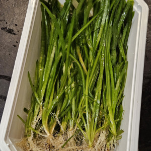 Tiges de Vallisneria