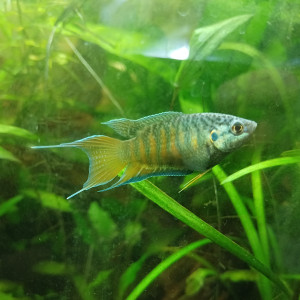 Macropodes opercularis