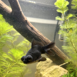 Vend ou échange ce magnifique télescope noir