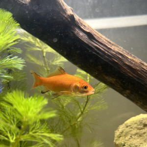 Vend ou échanges poisson comète !