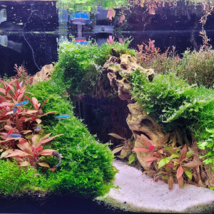 Petit groupe d'une dizaine de Paracheirodon simulans