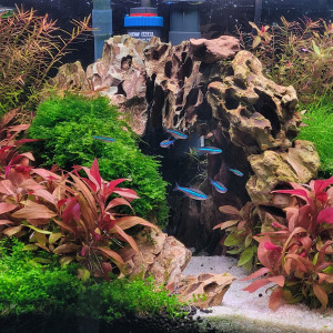 Petit groupe d'une dizaine de Paracheirodon simulans