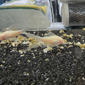 Corydoras albinos voilés