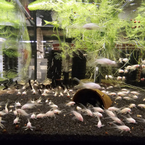 Corydoras albinos voilés