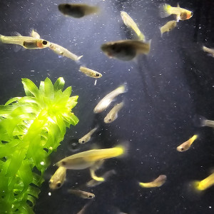 Guppys Femelles Yellow Lemon