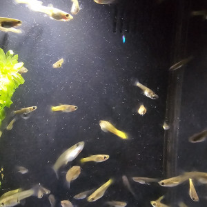 Guppys Femelles Yellow Lemon