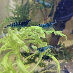 Blue Velvet en déclassées