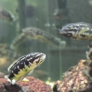 Cichlidés Tanganyika