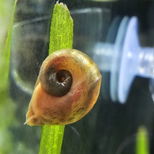 Planorbes rose, marron, tacheté