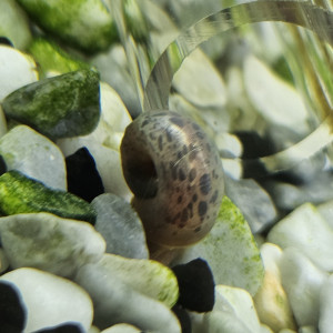 Planorbes rose, marron, tacheté