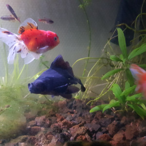 A céder contre bons soins en urgence trois Japonais et 7 Vairons du pauvre.