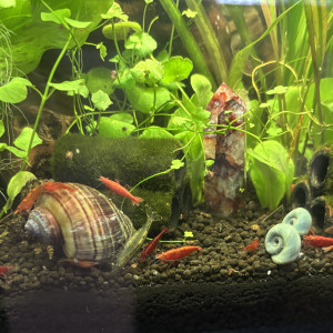 Crevette neocaridina Red cherry