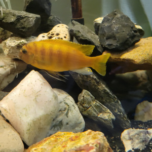 Échanges Cichlidés africains Mbumas et vends aquarium complet