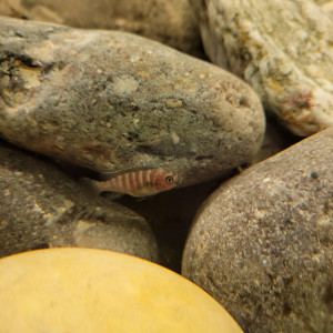 Échanges Cichlidés africains Mbumas et vends aquarium complet