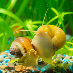 Cherche grands escargots