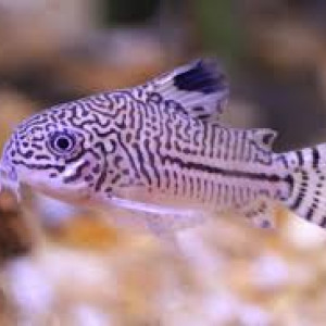 CORYDORAS