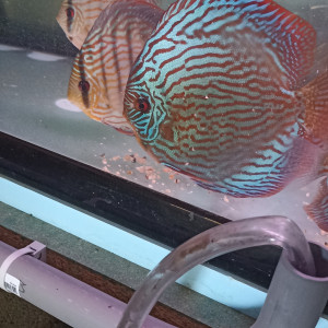 Vends discus