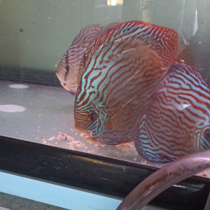 Vends discus