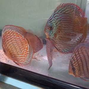 Vends discus