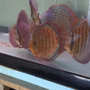 Vends discus