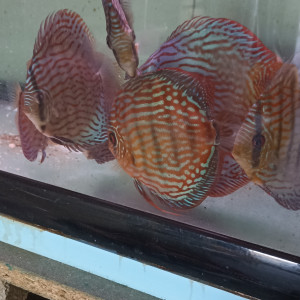 Vends discus