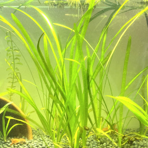 Bouture de vallisneria