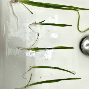 Bouture de vallisneria