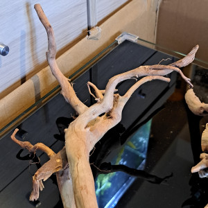 Racine naturelle neuve