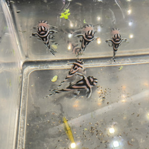 Hypancistrus Zebra L46