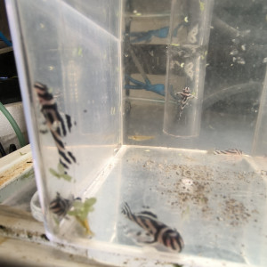 Hypancistrus Zebra L46