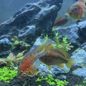 Don de 12 apistogramma macmasteri