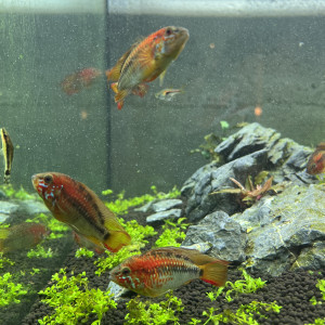 Don de 12 apistogramma macmasteri