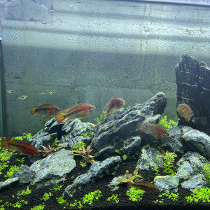 Don de 12 apistogramma macmasteri