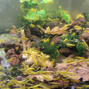 Crevettes neocaridina yellow backline