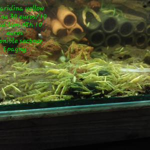 Crevettes neocaridina yellow backline
