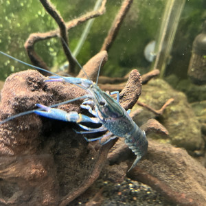 Écrevisses cherax quadricarinatus juvénile
