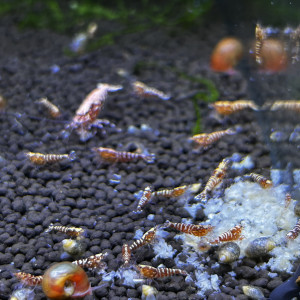 Red Zébra issus red snowflakes / Red fishbone