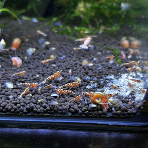 Red Zébra issus red snowflakes / Red fishbone