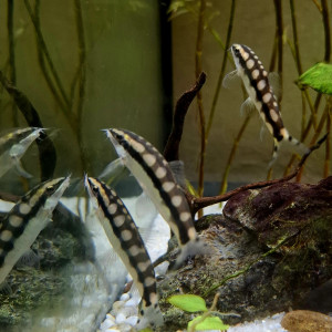 Lot de 3 loches damier Ambastaia sidthimunki