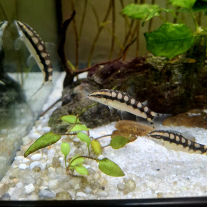 Lot de 3 loches damier Ambastaia sidthimunki