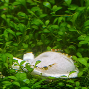 Crystal red et black